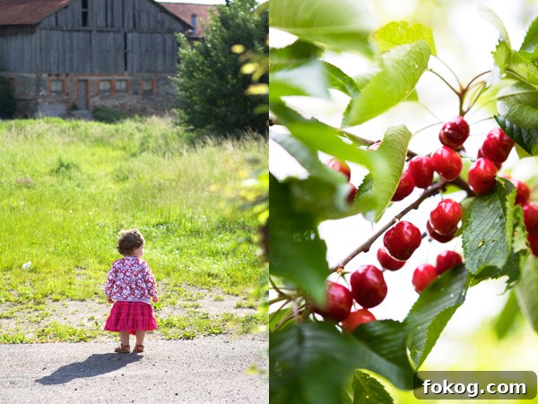 Albestroff Lorraine cherries France