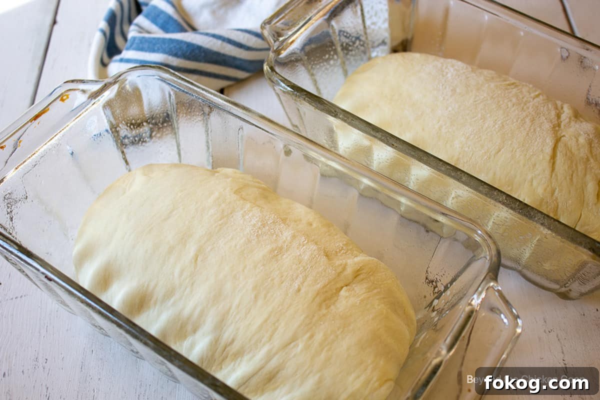 Bread dough in glass loaf pans.