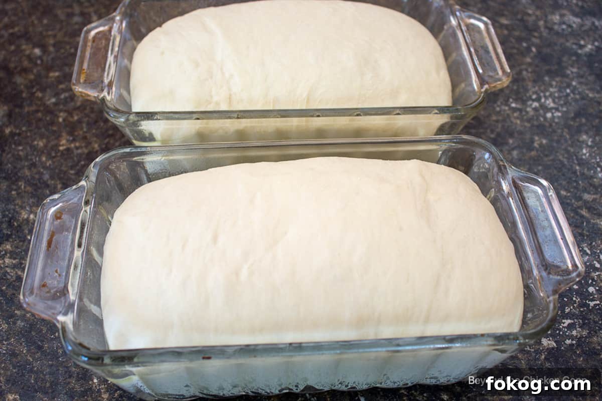 Risen bread loaves in bread pans.