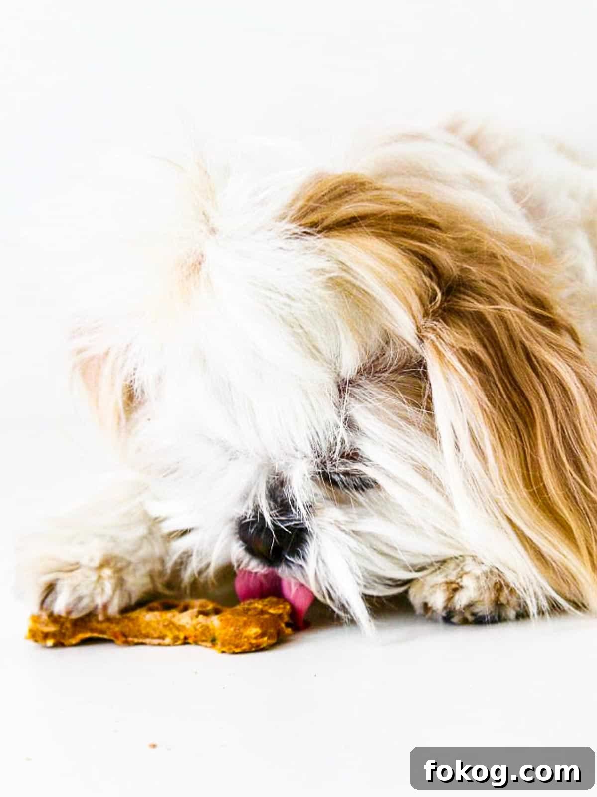 Homemade Dog Treat Recipes: Simple, Nutritious Snacks for Dogs 11 Sassy eating a homemade dog treat