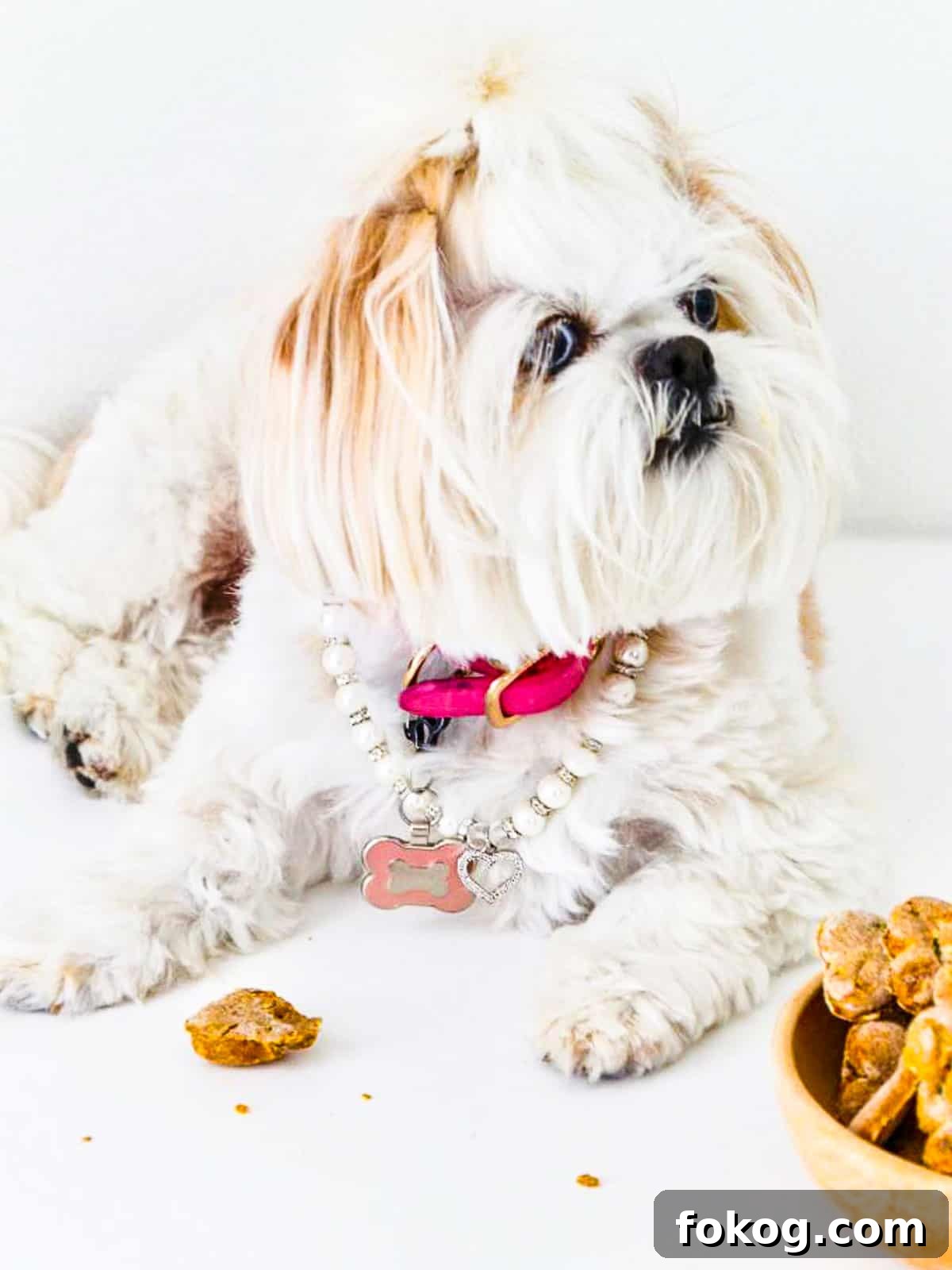 Homemade Dog Treat Recipes: Simple, Nutritious Snacks for Dogs 4 Sassy taking a break from eating a homemade dog treat