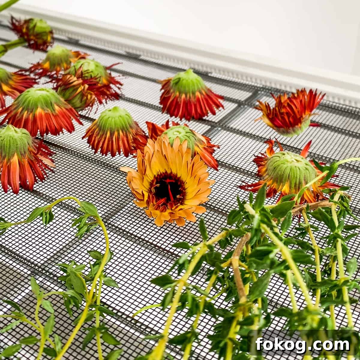 calendula and thyme drying on a screen. 