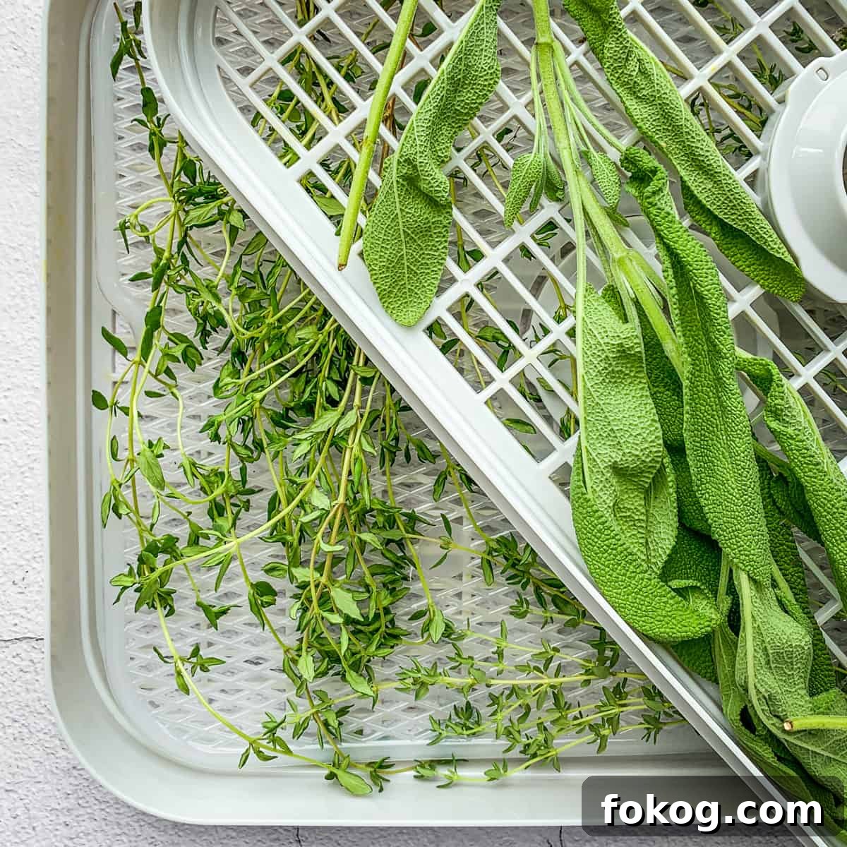 sage and thyme on a dehydrator rack. 