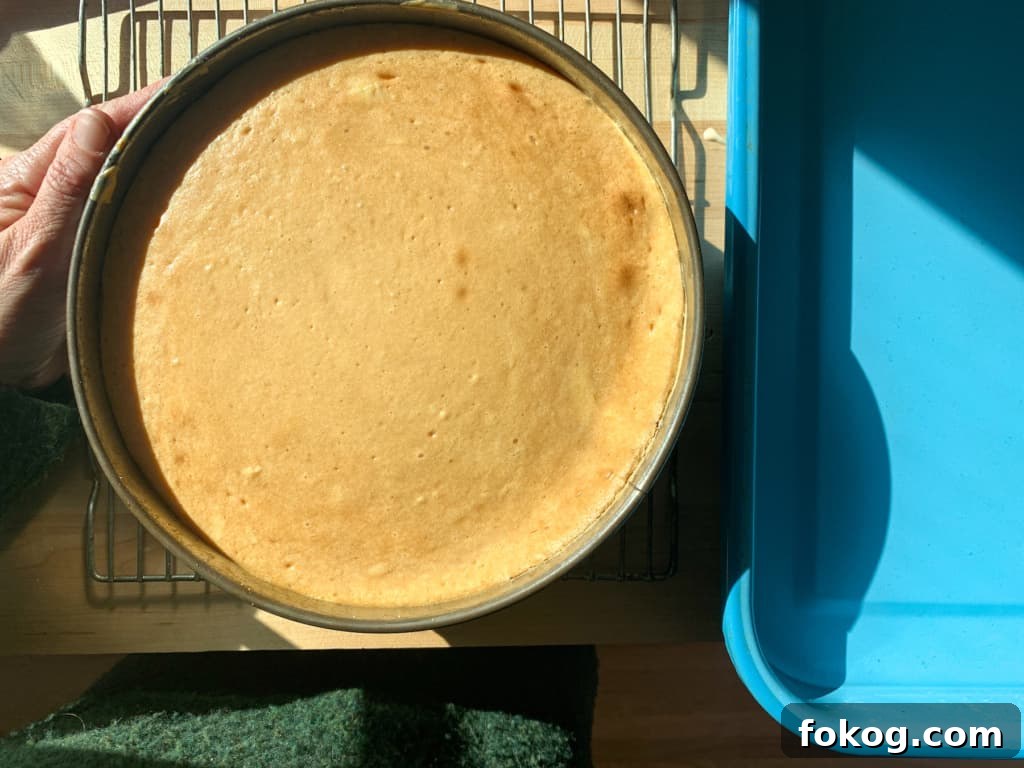 A cheesecake sitting on a wire rack next to a blue pan.