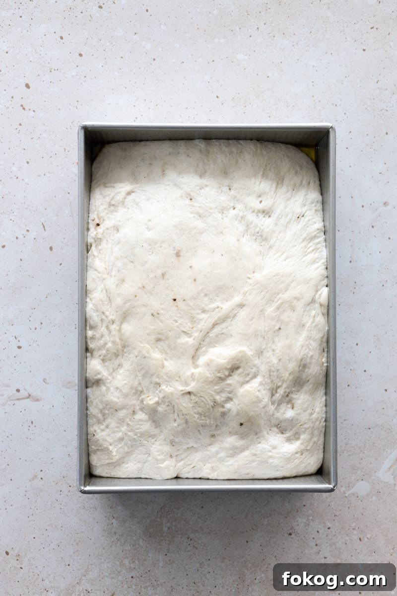 Focaccia dough filling the baking pan after second rise. 