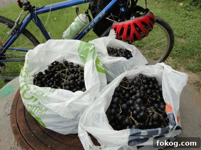 Plastic Bags of Picked Wild Mustang Grapes