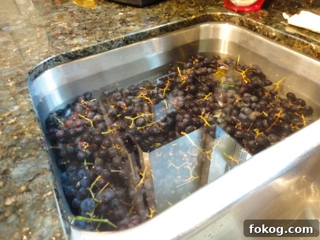 Mustang Grapes Soaking in Water