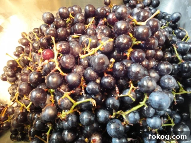 Mustang Grapes that have been Triple Washed