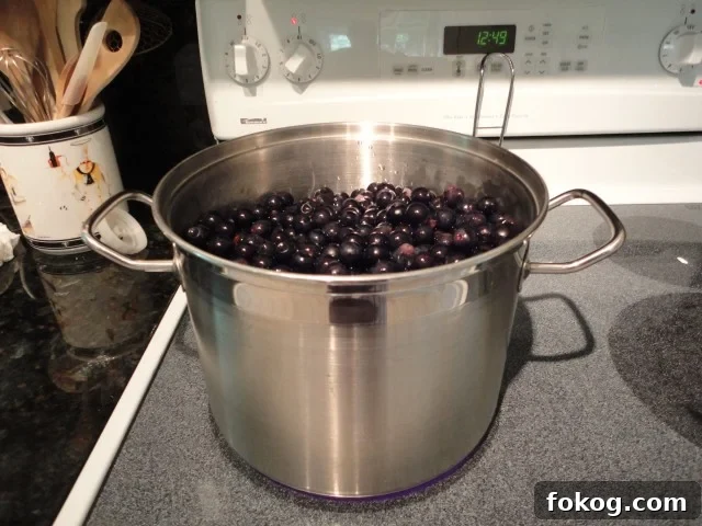 Pot filled with Mustang Grapes