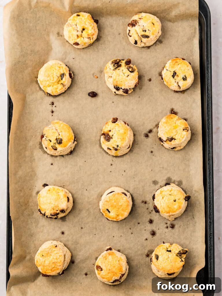Baked raisin scones on beige parchment paper.
