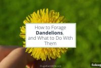 Foraging Dandelions: Where to Find Them and What to Make