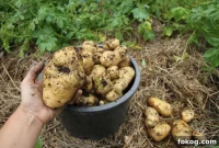 Spring Potato Planting Guide: Grow Potatoes in Your Garden