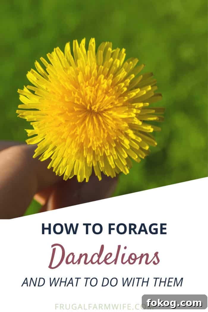 Image shows a hand holding a dandelion, with copy that reads "How to Forage Dandelions and What to do with Them"