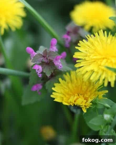 Photo shows dandelions growing in the wild