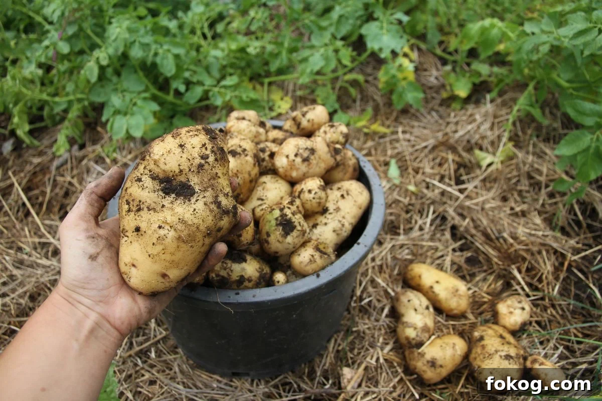 A bucket of freshly dug yellow potatoes from the garden.