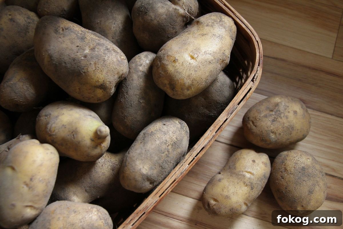 A basket filled with seed potatoes for spring planting.