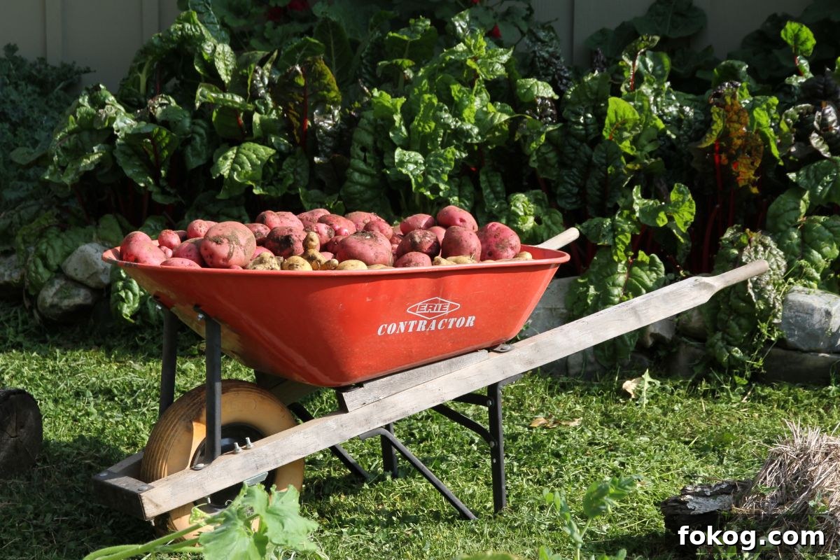 A orange wheel barrow filled with Red Chieftan and Yukon Gold potatoes.