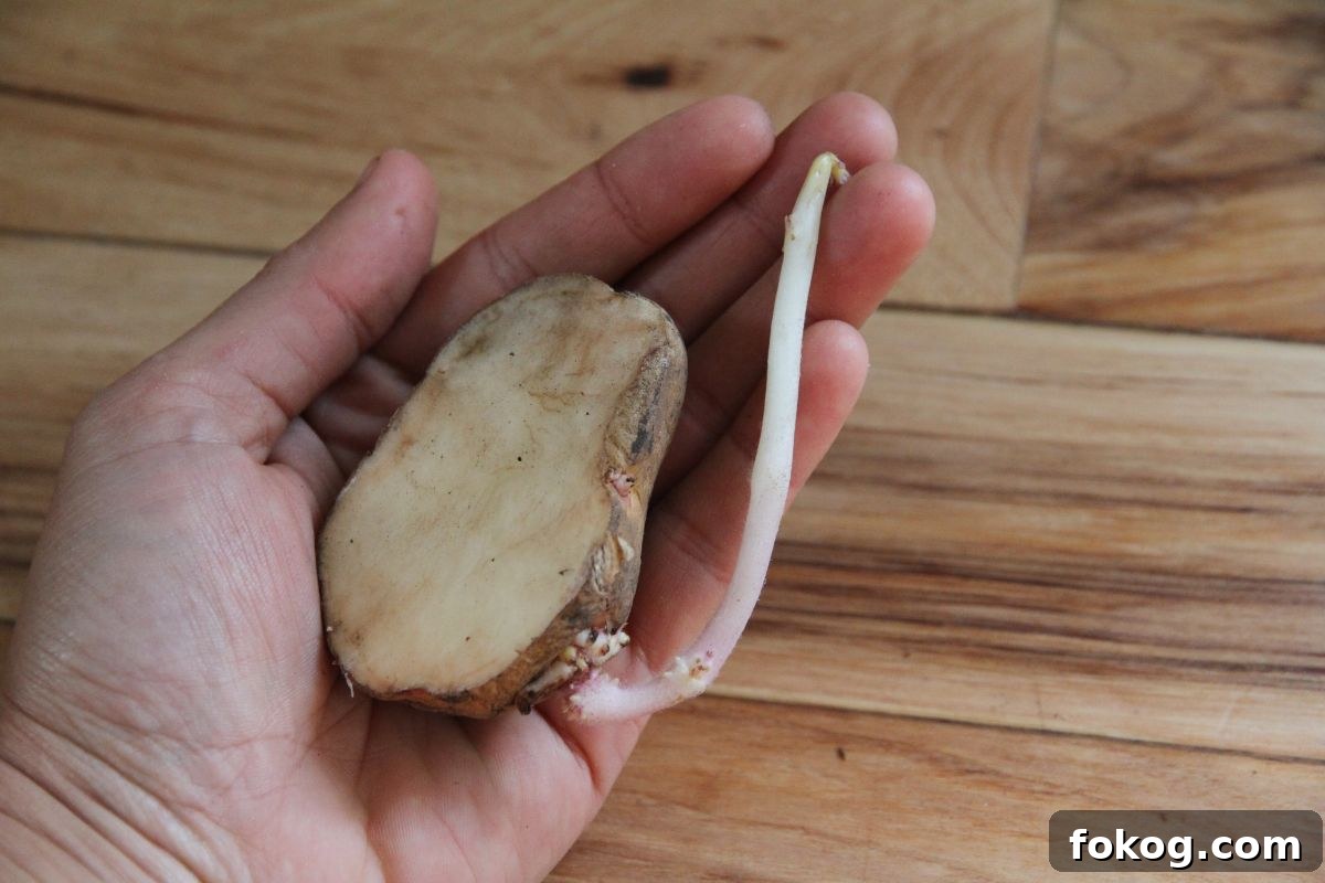 A potato that has been cut to size, with a whitish pink sprout growing out the side.